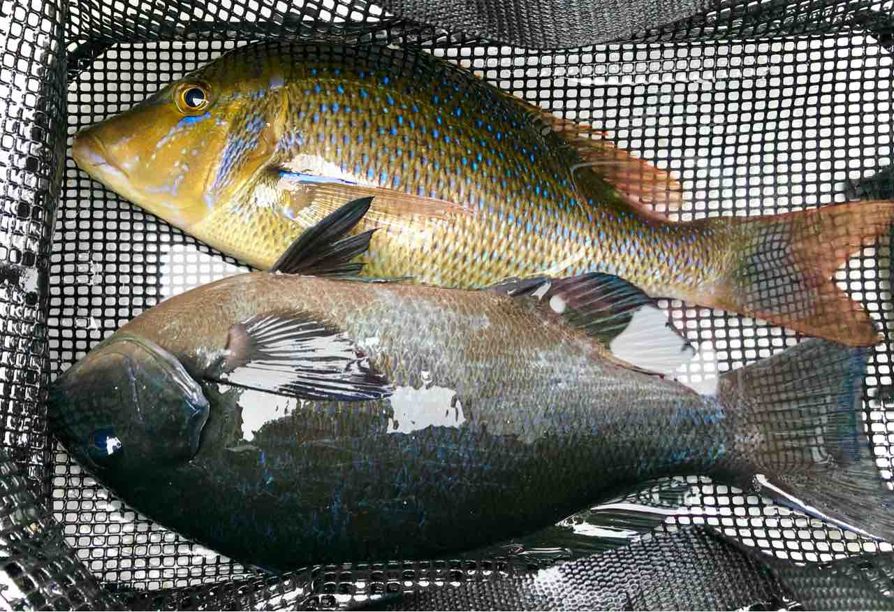 西伊豆 仁科 浮島黒島の磯釣り釣果 Kayo Ebineの釣行ブログ 西伊豆 仁科 浮島黒島の磯釣り釣果 Kayo Ebineの釣行ブログ