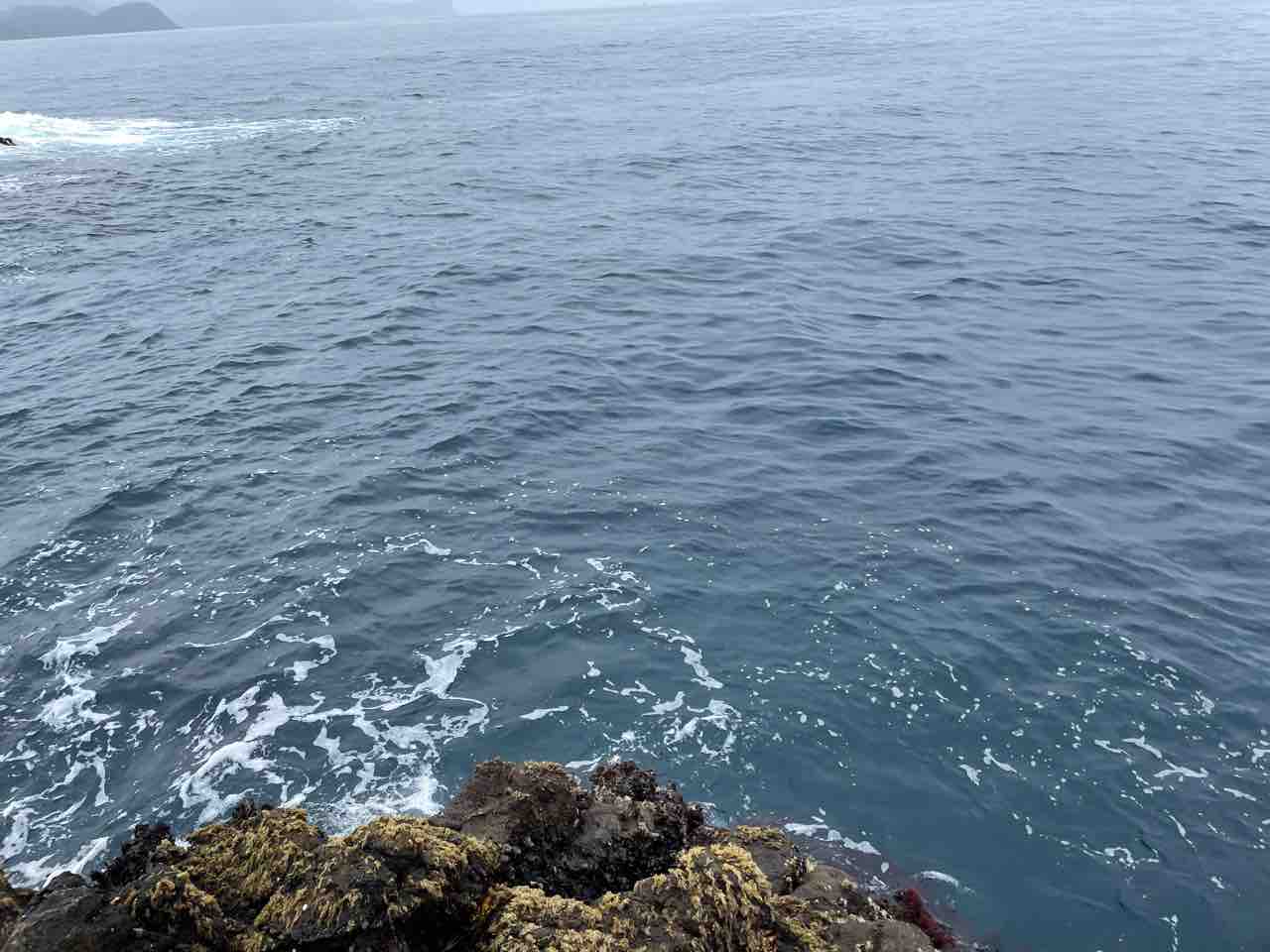 西伊豆 仁科の沖磯 高島表 白島 ウキフカセ釣りの釣果 2024/3/25