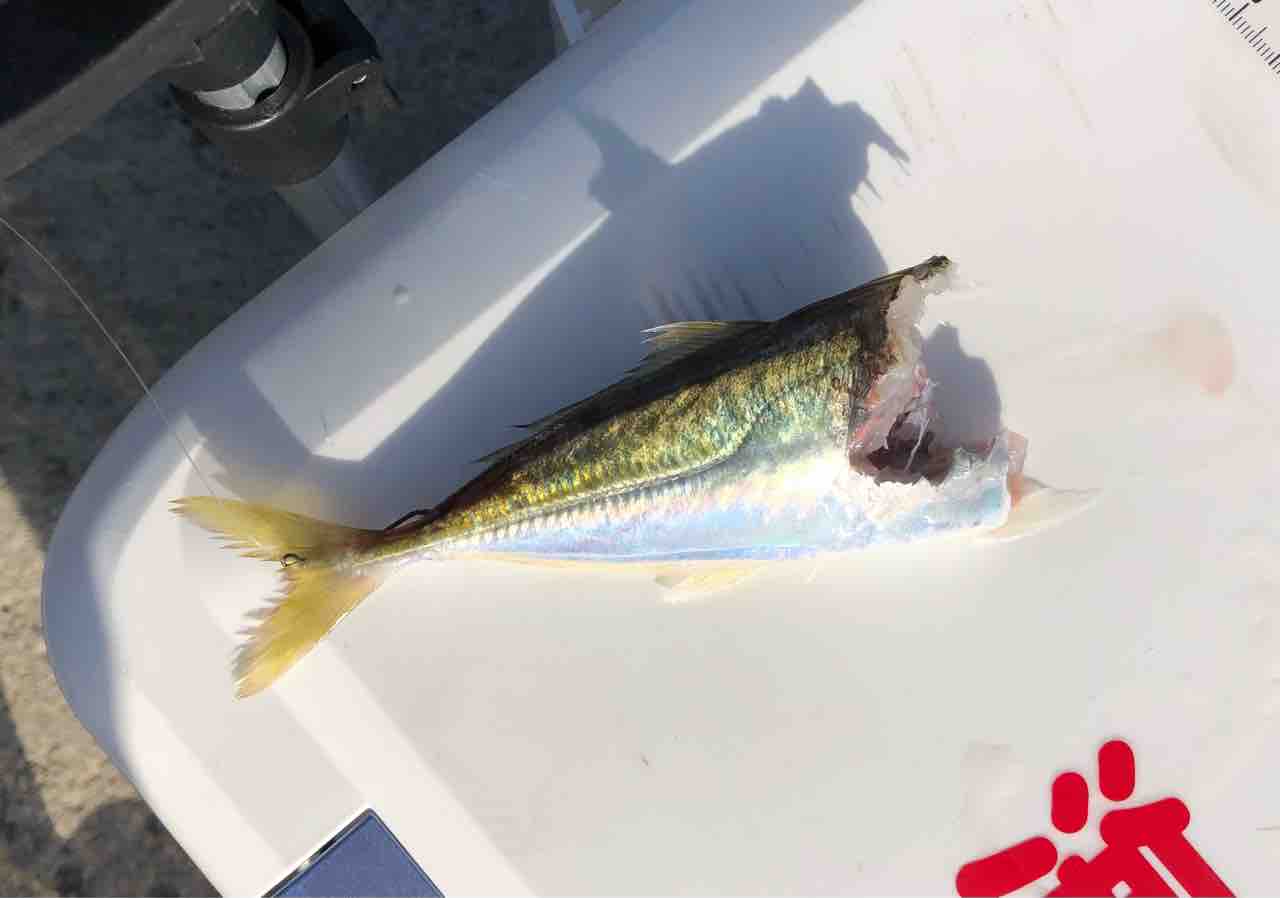 熱海の堤防 ヤエンとウキフカセ釣りの釣果 Kayo Ebineの釣行ブログ 熱海の堤防 ヤエンとウキフカセ釣りの釣果 Kayo Ebineの釣行ブログ