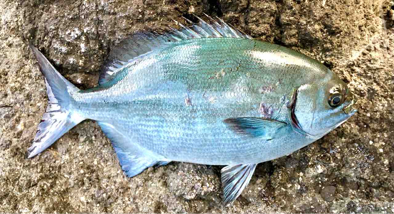 21 1 4 南伊豆 中木 大根の磯釣り釣果 Kayo Ebineの釣行ブログ 21 1 4 南伊豆 中木 大根の磯釣り釣果 Kayo Ebineの釣行ブログ