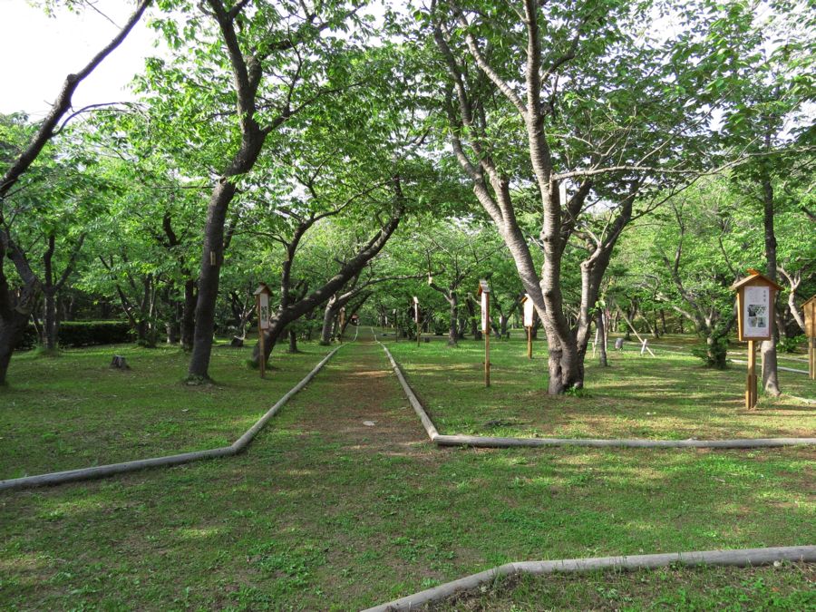 好奇心いっぱいこころ旅【桜見本園開園】昭和40年(1965) 松前公園内桜見本園(北海道松前町)コメント
