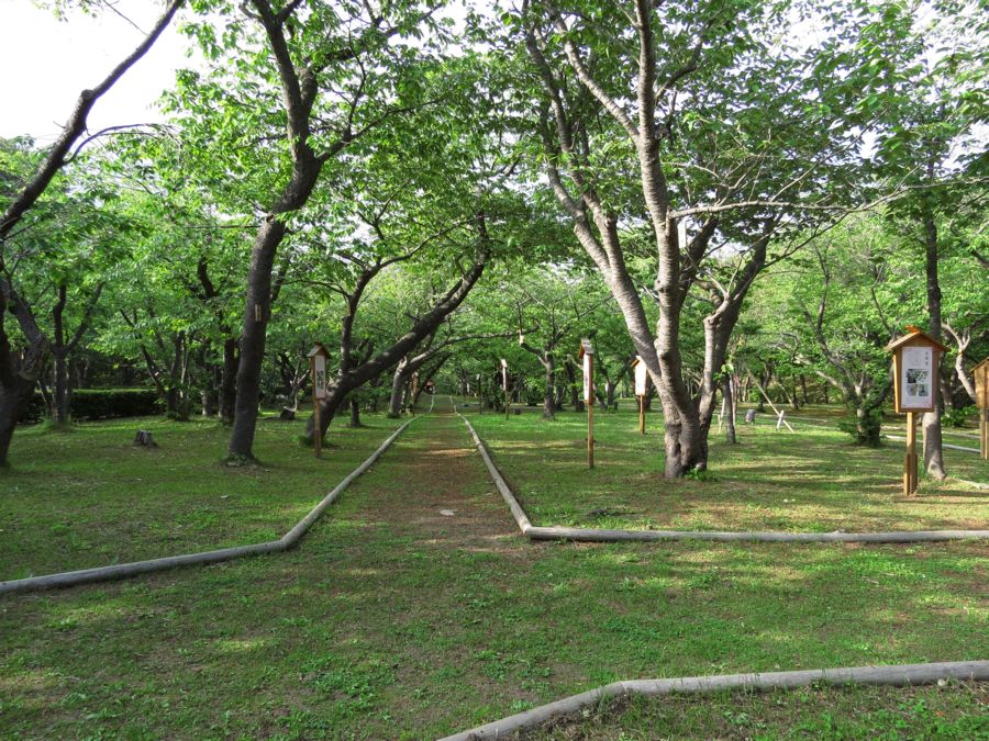 好奇心いっぱいこころ旅【桜見本園開園】昭和40年（1965）　松前公園内桜見本園（北海道松前町）コメント