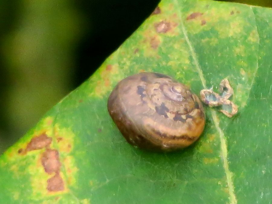 カタツムリ(蝸牛) : 好奇心いっぱいこころ旅