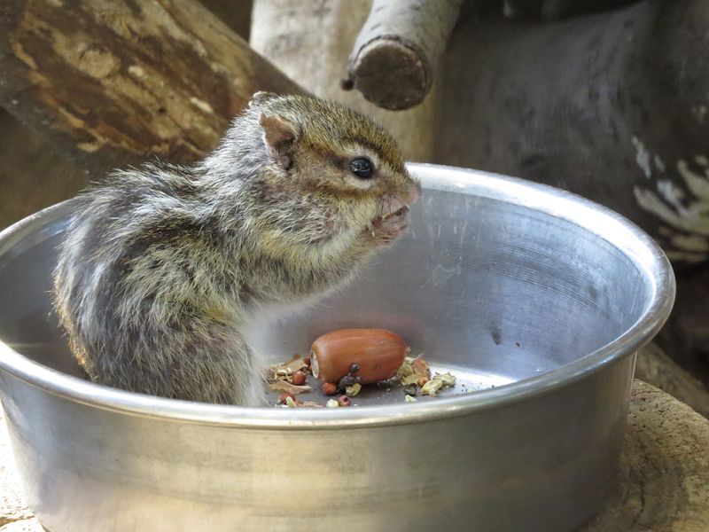 シマリス 縞栗鼠 好奇心いっぱいこころ旅 シマリス 縞栗鼠 好奇心いっぱいこころ旅