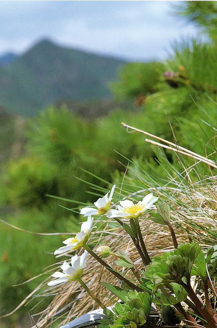ヒダカソウ 日高草 好奇心いっぱいこころ旅