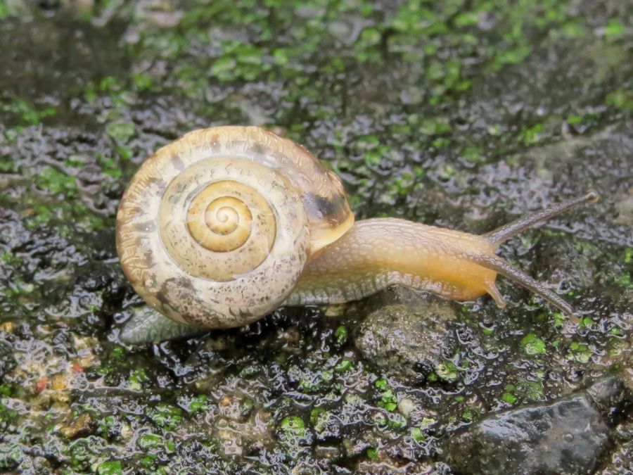 カタツムリ 蝸牛 好奇心いっぱいこころ旅 カタツムリ 蝸牛 好奇心いっぱいこころ旅
