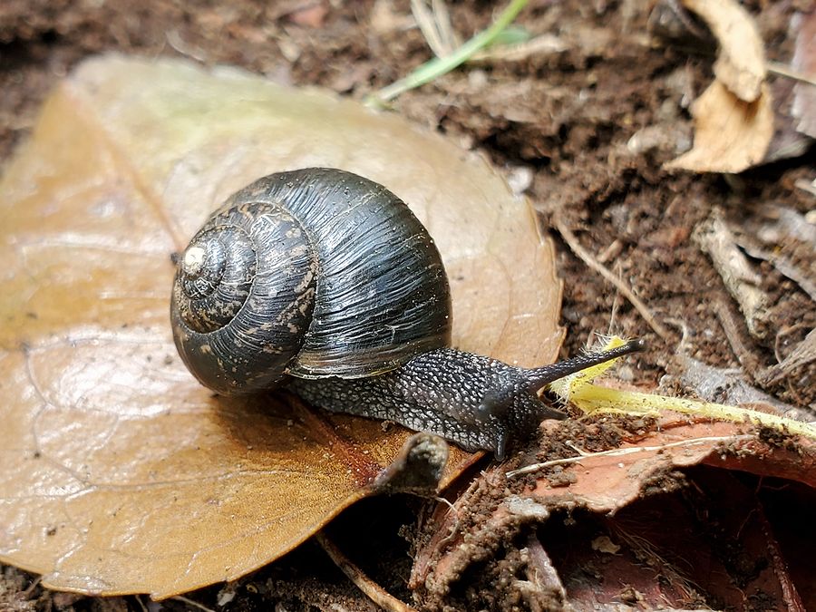 カタツムリ 蝸牛 好奇心いっぱいこころ旅 カタツムリ 蝸牛 好奇心いっぱいこころ旅