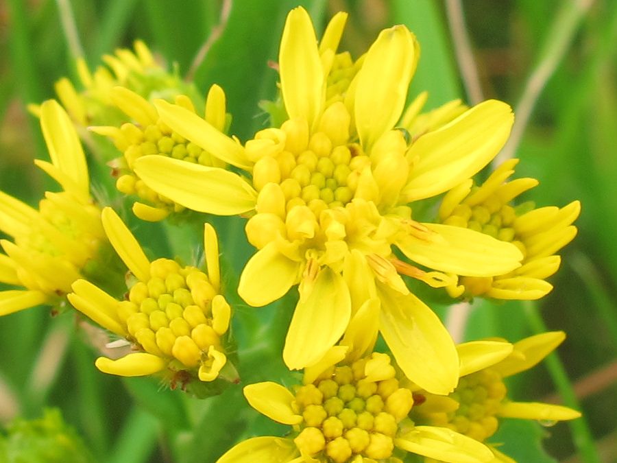 ミヤマアキノキリンソウ 深山秋の麒麟草 好奇心いっぱいこころ旅 ミヤマアキノキリンソウ 深山秋の麒麟草 好奇心いっぱいこころ旅