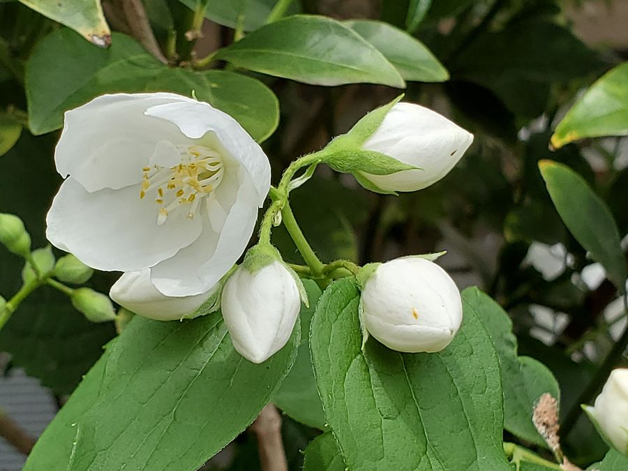 バイカウツギ（梅花空木） : 好奇心いっぱいこころ旅