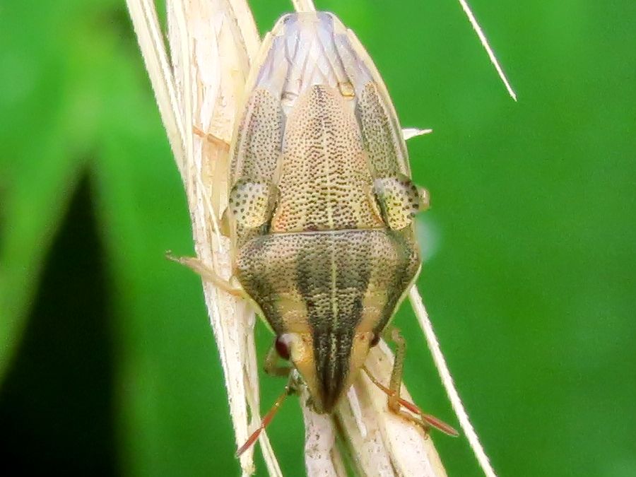 ウズラカメムシ 鶉亀虫 好奇心いっぱいこころ旅