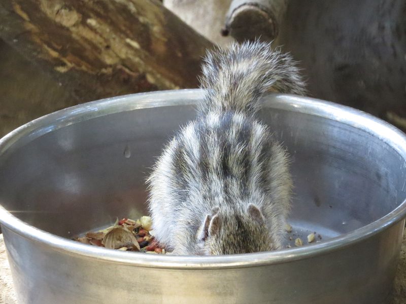シマリス 縞栗鼠 好奇心いっぱいこころ旅 シマリス 縞栗鼠 好奇心いっぱいこころ旅