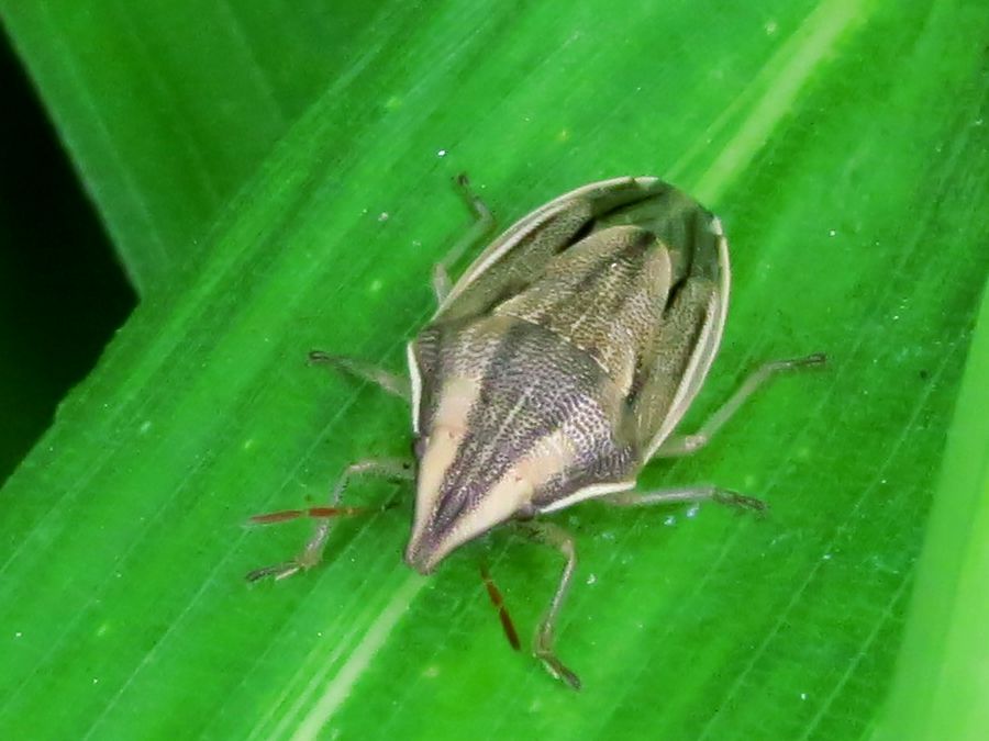ウズラカメムシ 鶉亀虫 好奇心いっぱいこころ旅 ウズラカメムシ 鶉亀虫 好奇心いっぱいこころ旅