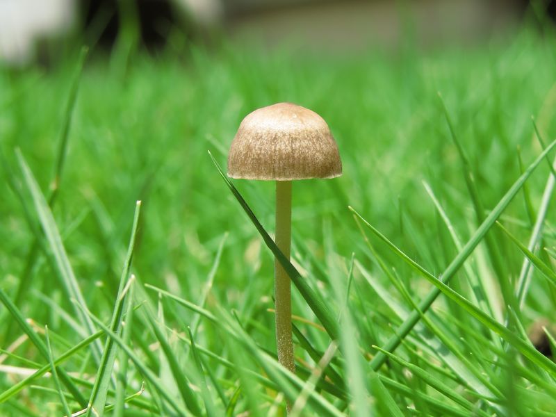 シバフタケ 芝生茸 好奇心いっぱいこころ旅 シバフタケ 芝生茸 好奇心いっぱいこころ旅