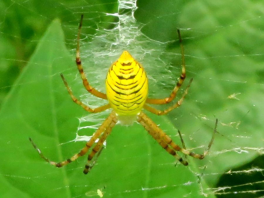 ナガコガネグモ 長黄金蜘蛛 好奇心いっぱいこころ旅