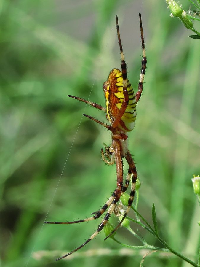 ナガコガネグモ 長黄金蜘蛛 好奇心いっぱいこころ旅