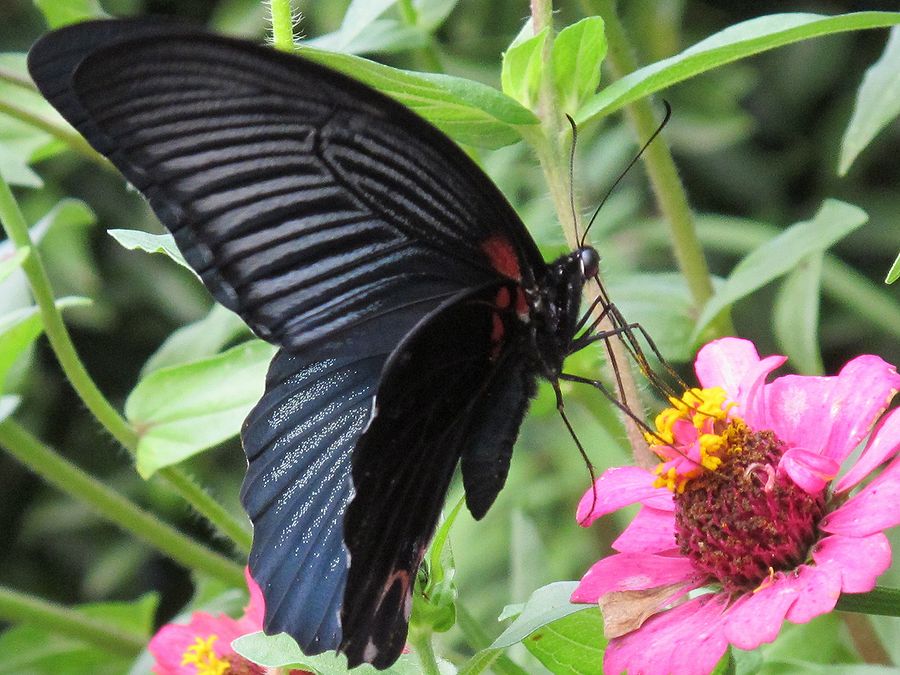 クロアゲハ 黒揚羽 好奇心いっぱいこころ旅