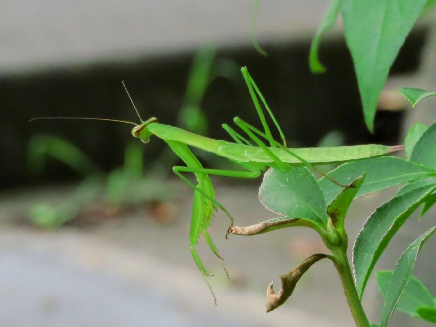 チョウセンカマキリ 好奇心いっぱいこころ旅