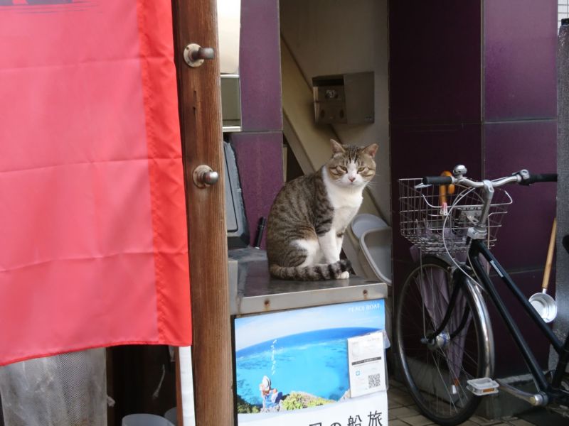 東大宮の猫 好奇心いっぱいこころ旅 東大宮の猫 好奇心いっぱいこころ旅