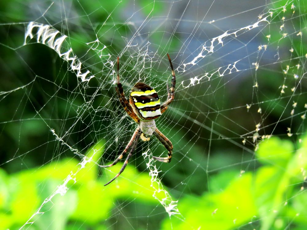 コガネグモ 黄金蜘蛛 と隠れ帯 好奇心いっぱいこころ旅