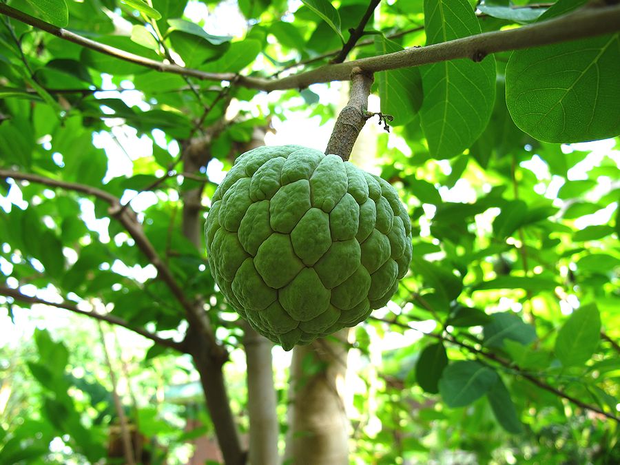 バンレイシ 蕃茘枝 好奇心いっぱいこころ旅