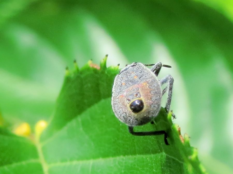 キマダラカメムシ 黄斑亀虫 好奇心いっぱいこころ旅 キマダラカメムシ 黄斑亀虫 好奇心いっぱいこころ旅
