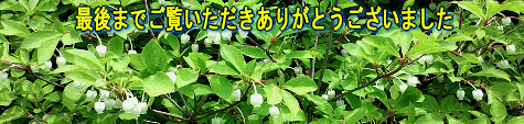 有難う蝶々