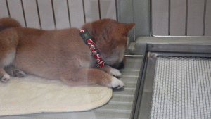 可愛いペット達 W 気まぐればあちゃんの思いつき 可愛いペット達 W 気まぐればあちゃんの思いつき