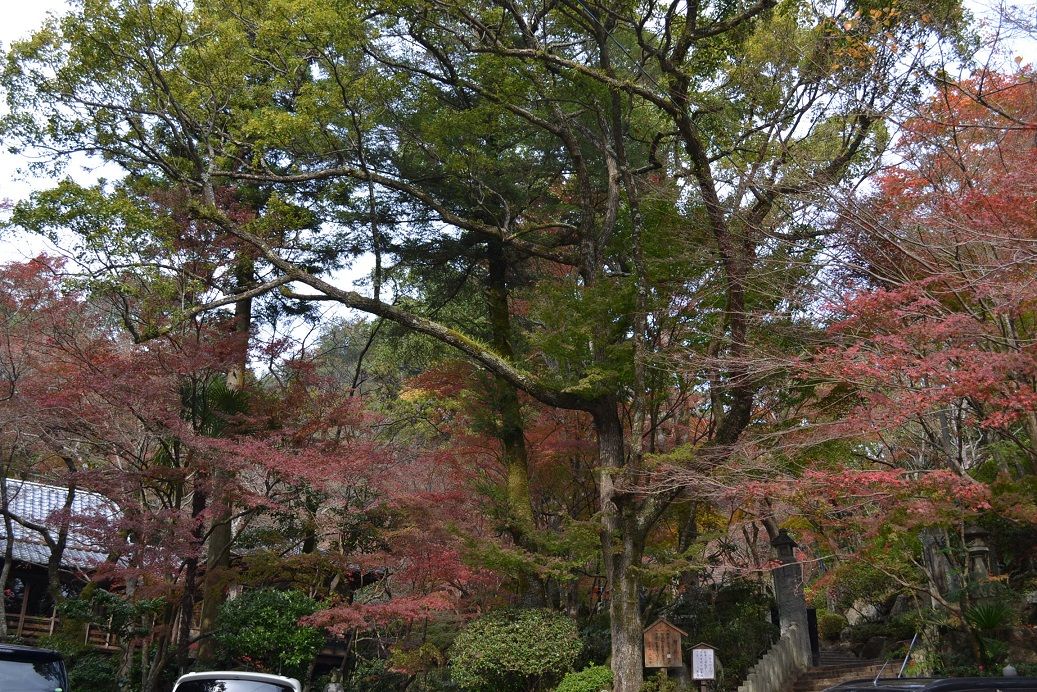 イメージ 15