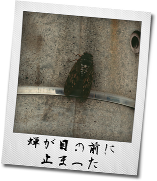 kako-zWzLBRmILVe6dcpi