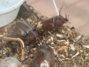 カブトムシ