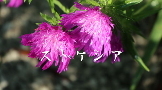 kako-IZpm8fssQihKSNs6 (1)
