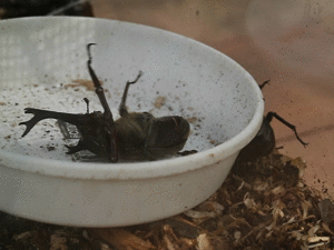 飛ばされたカブト