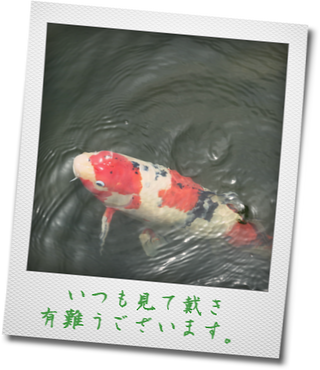 イメージ 34