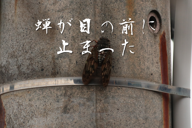 kako-9xxofT56jRSSdDry