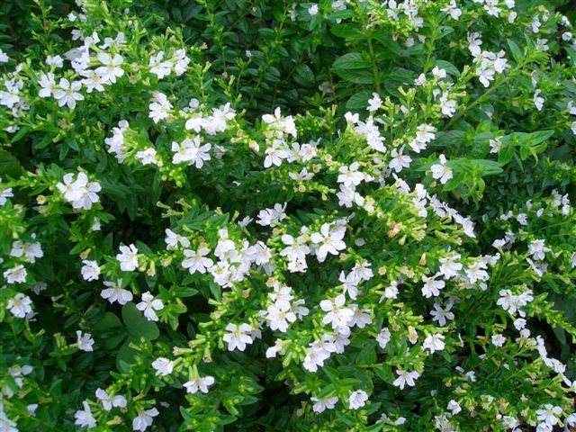 秋のホワイトガーデン : トッポ日記～Natural Life～