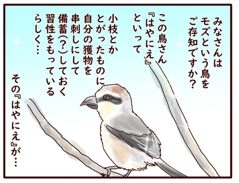 はやにえ①.jpg1
