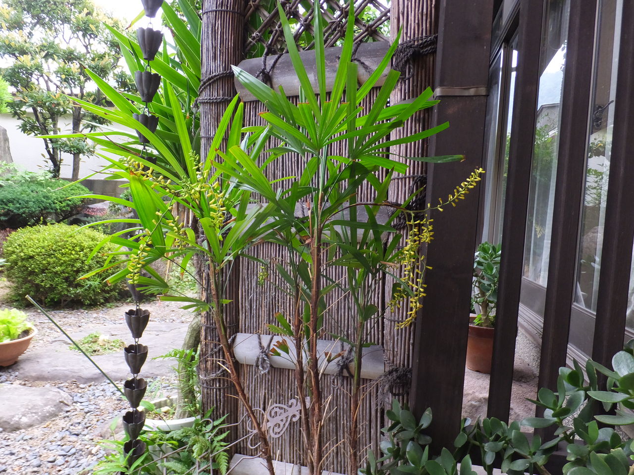 20 30年に一度咲く Kayotokuのblog4 20 30年に一度咲く Kayotokuのblog4