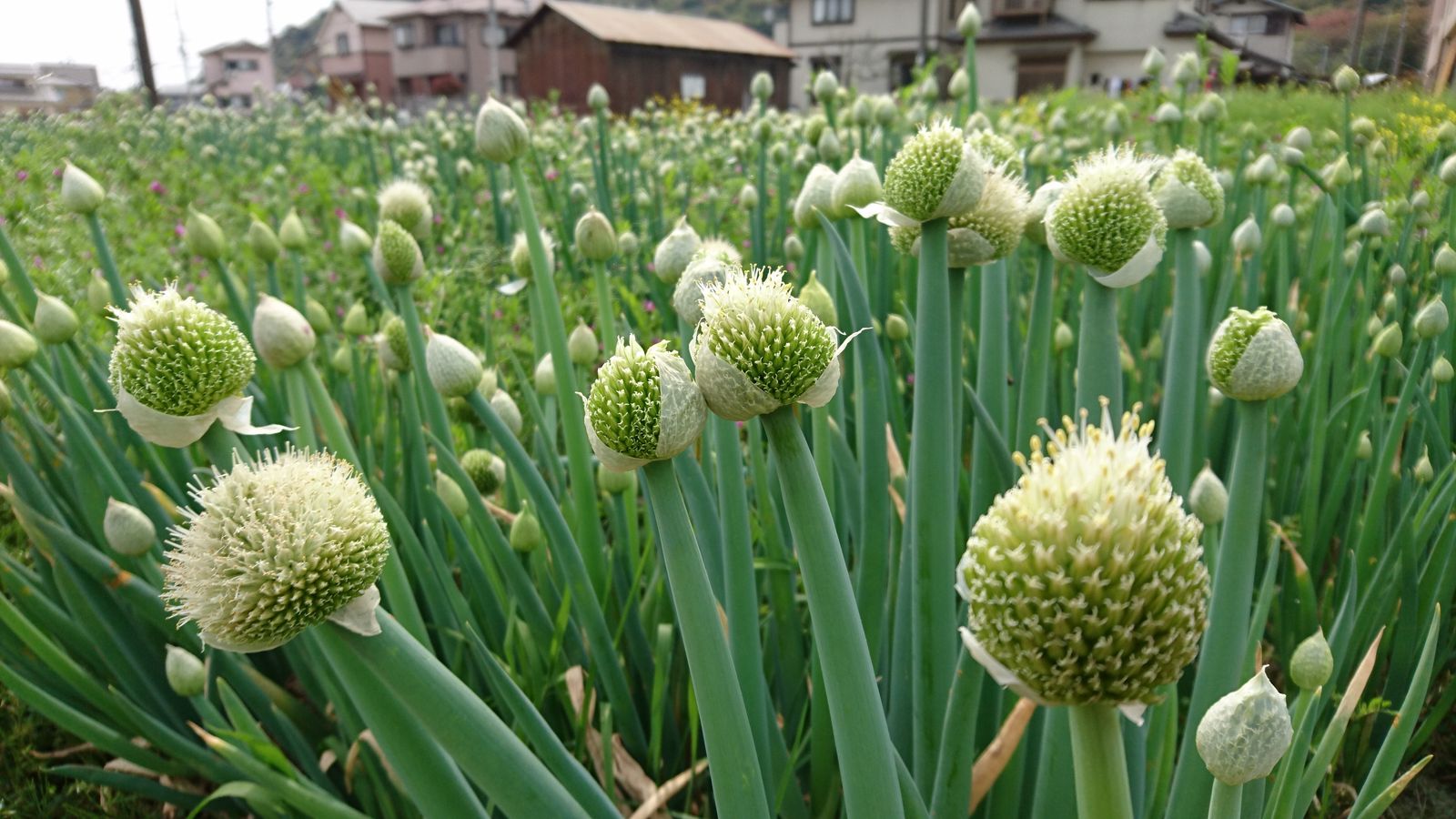 ネギ坊主が食べられる Kayotokuのblog4 ネギ坊主が食べられる Kayotokuのblog4