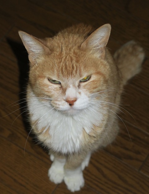 nyanko