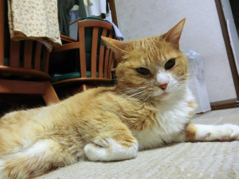 nyanko-01