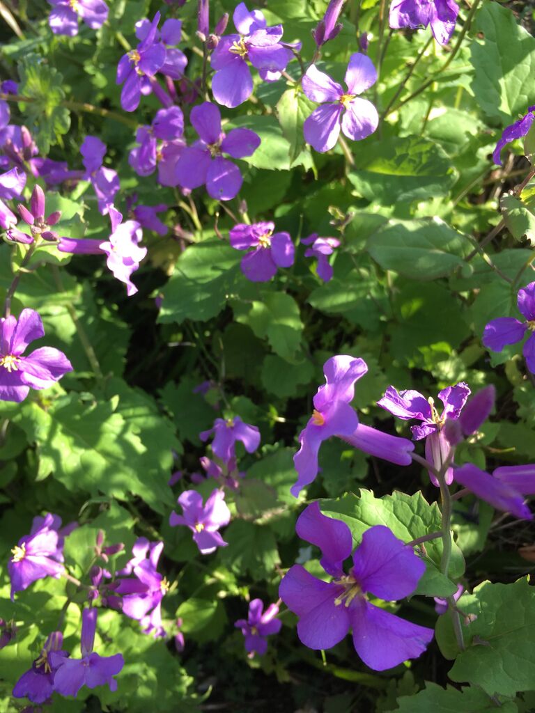紫の花 ひごころ