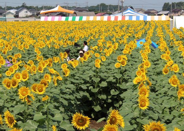 ホスピタリティも高かった 野木町 第23回ひまわりフェスティバル ワンコイン的食べ歩き生活