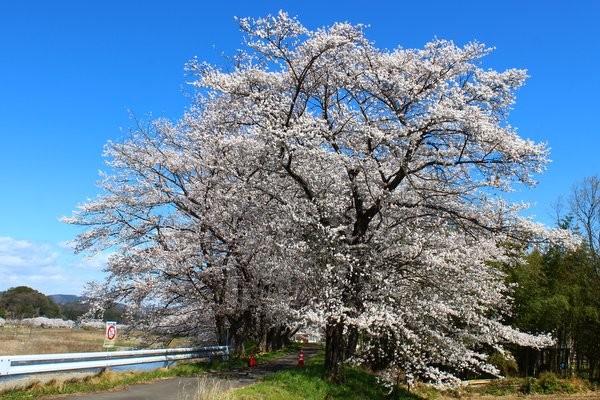 【大特価｜定価60％OFF｜送料込】★現品のみ★栃木県さくら市_在庫1点 どこを撮っても絵になる風景。「宮の桜」定点観測2014 : ワンコイン的