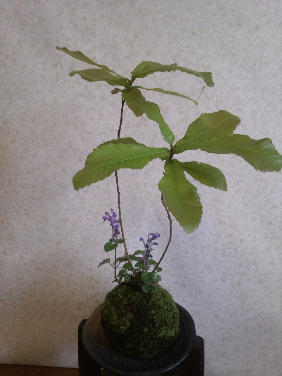 苔玉の水管理 苔玉工房 風花 苔玉の水管理 苔玉工房 風花