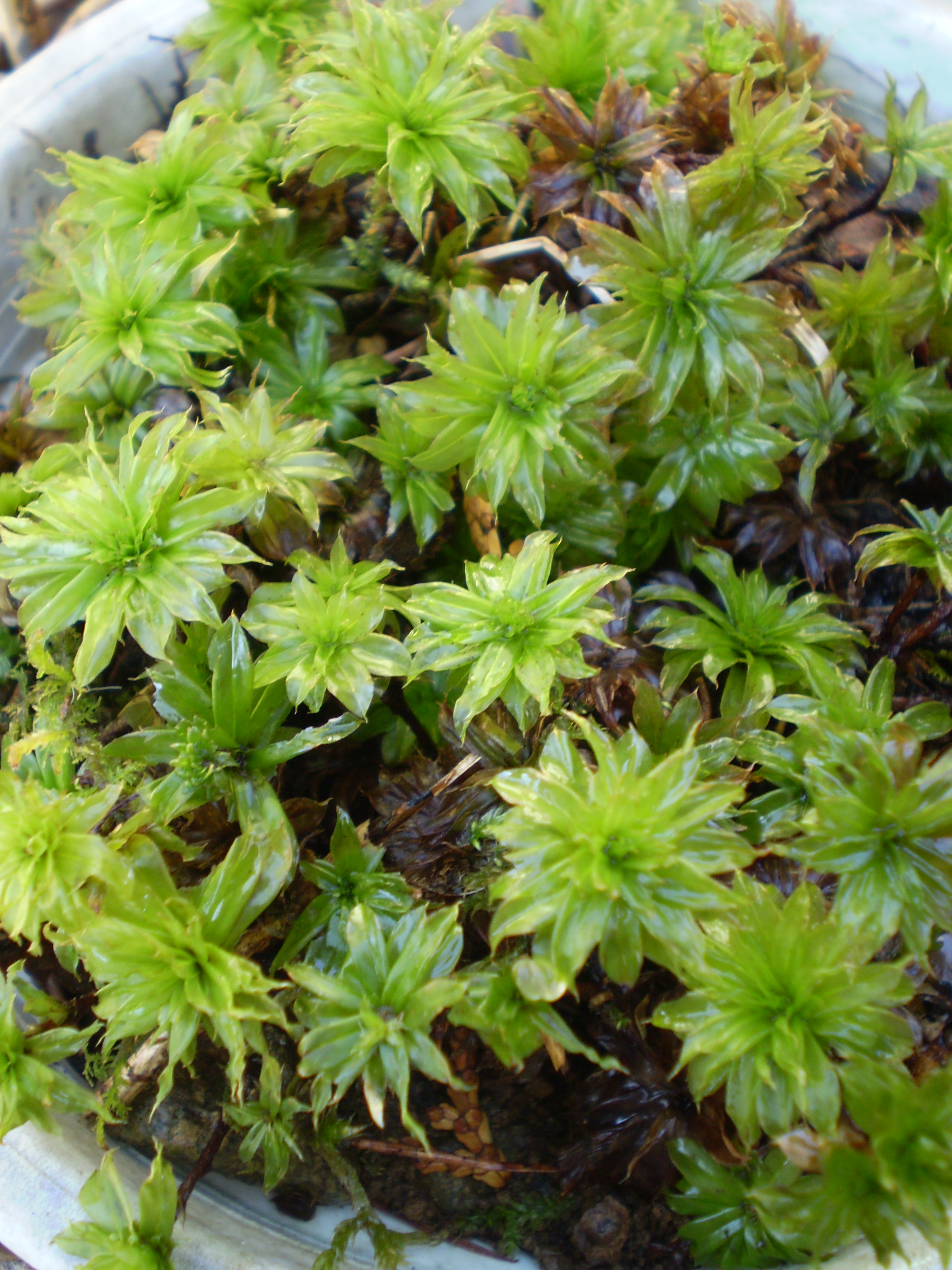様々な種類の苔 苔玉工房 風花