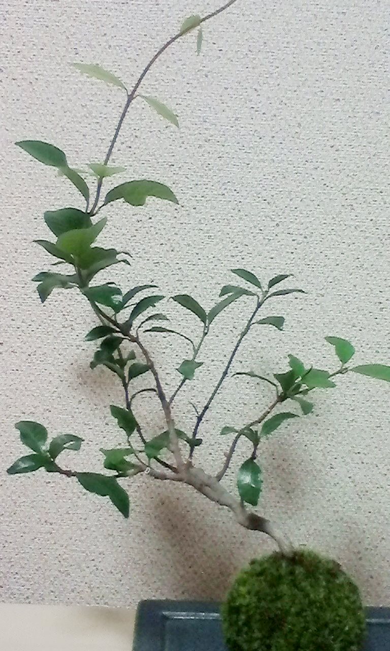 枝が伸び 苔が茶色く枯れた苔玉の手入れ 苔玉工房 風花