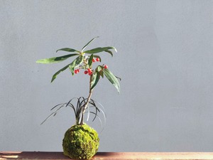 カラタチ花（百両）と黒竜のコケ玉