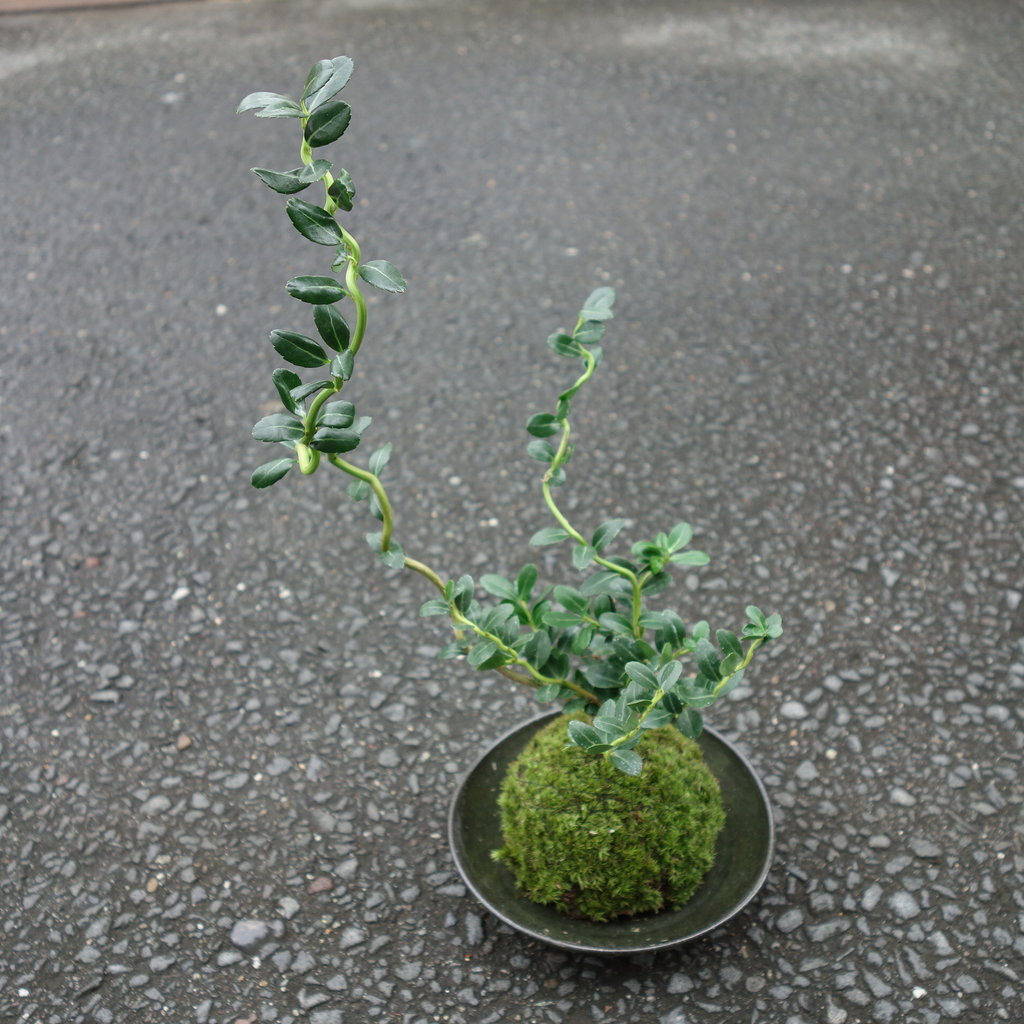 苔をきれいな緑に保つコツ 苔玉工房 風花 苔をきれいな緑に保つコツ 苔玉工房 風花