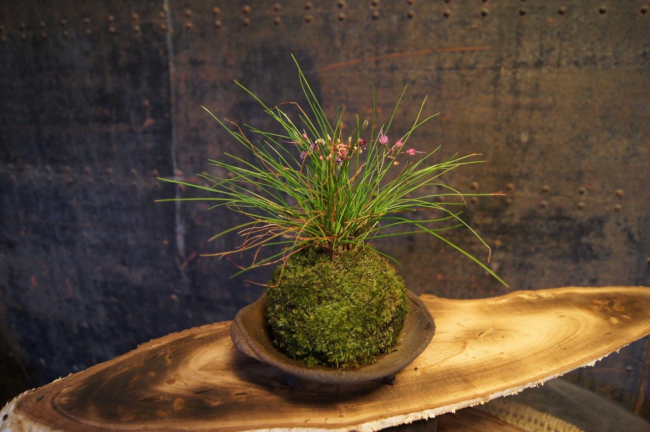 コケ玉は 飾り方で様々な表情を見せてくれます 苔玉工房 風花