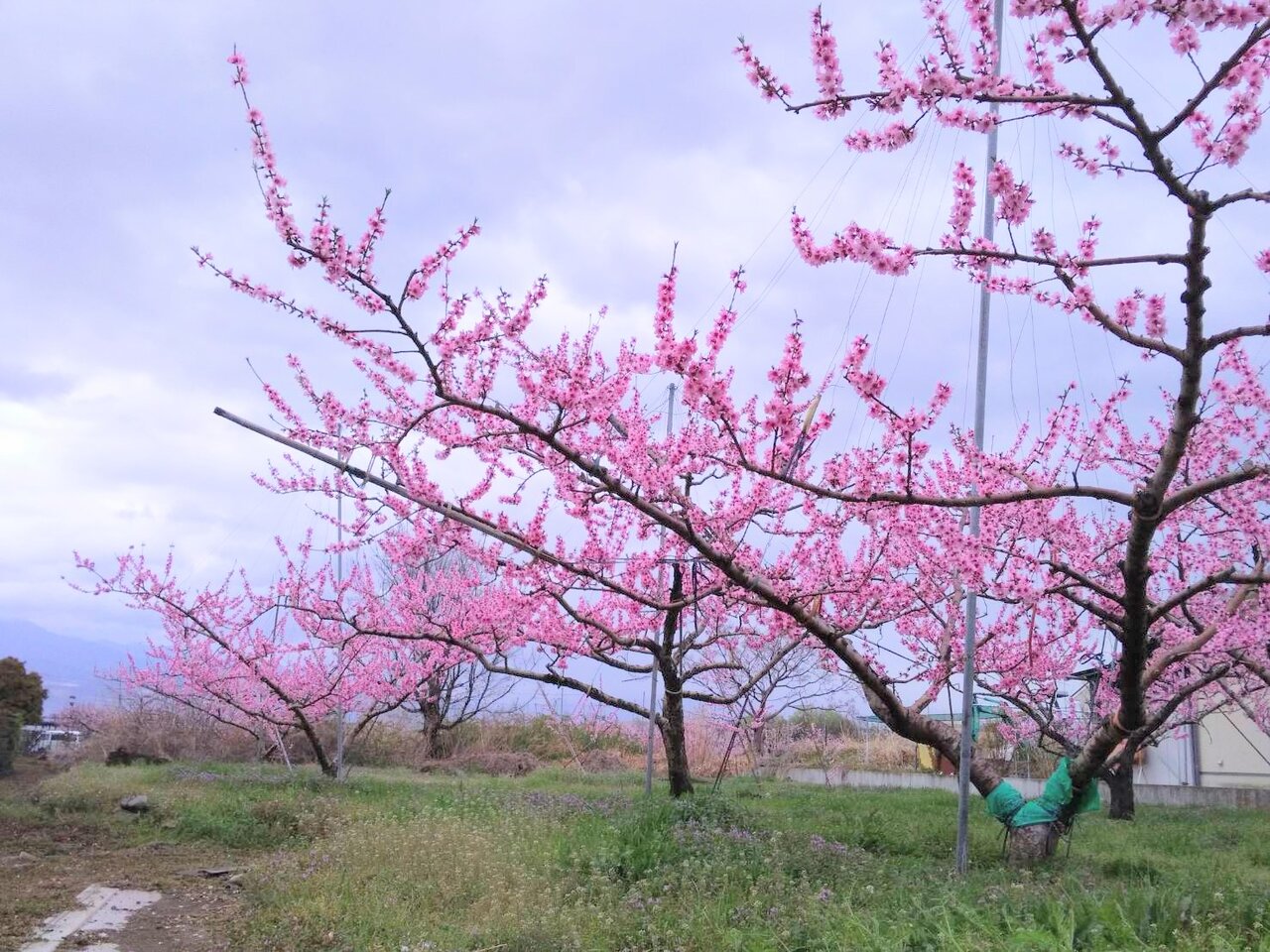 桃源郷も苔も春真っ盛り 苔玉工房 風花 桃源郷も苔も春真っ盛り 苔玉工房 風花